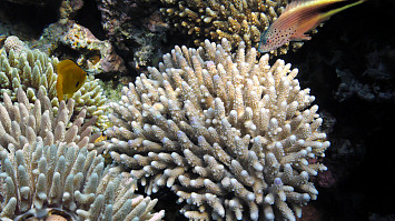 EKOPROJEKT CORAL CLUB