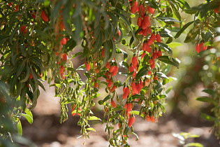 Discover Goji Berries and their Roots in Traditional Liver-Centered Practices 