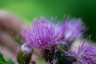 Burdock Root Benefits, Traditional Uses, and Daily Wellness Support